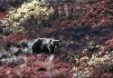 Denali Grizzly