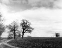 Trees and Water Tower