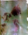 Fuji FP-100C Instant Negative Reclamation
