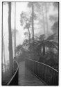 Foggy path.