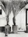 Potted Palms- bromoil