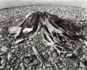 Decaying Stump