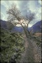 Nature at the Edge of the Great Ravine of the World