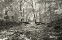 Brilliant Autumn