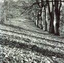 Folliage Walkway