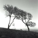 Family Tree's