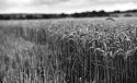 Wheatfield