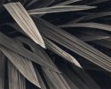Leaves, on Art300