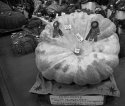 Great Pumpkin