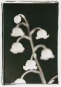 Lily of the Valley 1