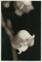 Lily of the Valley 3