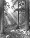 Morning Fog on Mountain Trail
