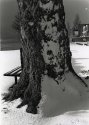 Snowblown Tree