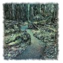 Trail