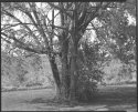 Tree and birdhouse 2
