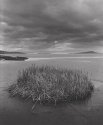 Spartina grass. Grange-over-sands.