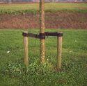 young tree