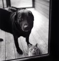 Cat & Dog