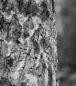 bark