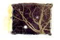 Capillaries