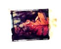 Muted Autumn