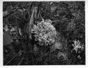 First print from new home darkroom