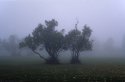 trees in fog