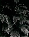 Western Redcedar