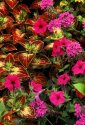 Flowers: Beautiful Flowers