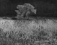 Morning Light in the Meadow