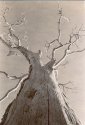 dead_tree