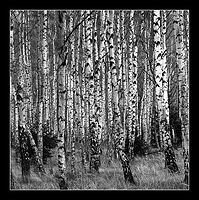 Birch Trees