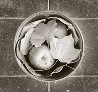 Fall Yard Harvest on Patio