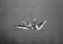grounded bird