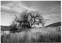 Deep Roots-Fort Boise Cemetary