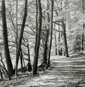 TLR works/autumn