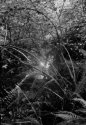 Pinhole woods