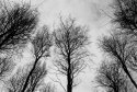 Dark trees in the winter