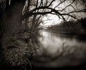 river_trees