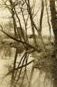 Trees and pond, Arrow Park.
