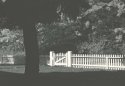 Tree and Fence