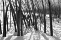 reeds at waugoshance