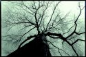 tree 3