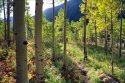 Aspen Grove, Aspen CO.