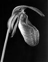 Moccasin Flower(wild orchid)