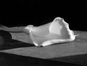 Calla 1