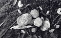 Round 4 - Stones and Leaves