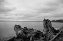 Driftwood, Clover Point Beach