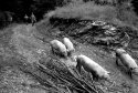 Happy pigs