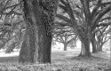 Oak Alley